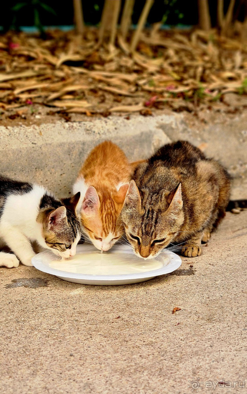 Спасибо за отличный отпуск !