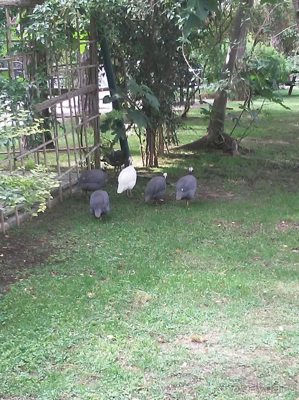 Вернемся ли мы в этот отель второй раз? – Да