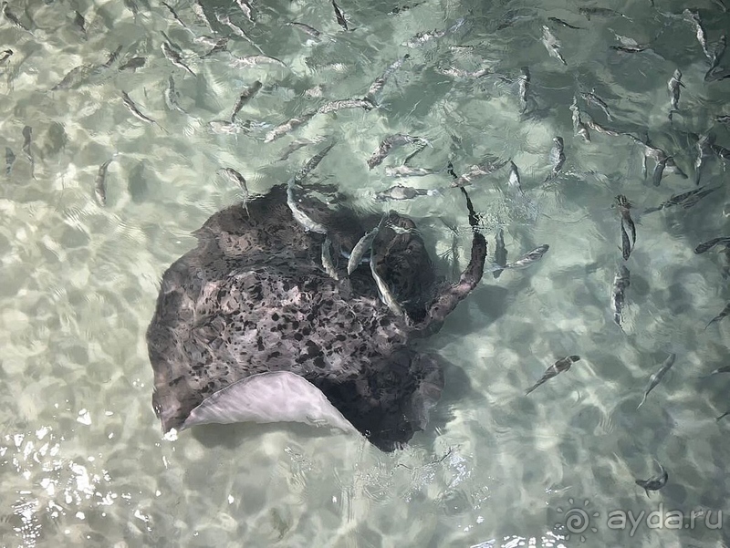 Когда Мечта немного не дотянула :)