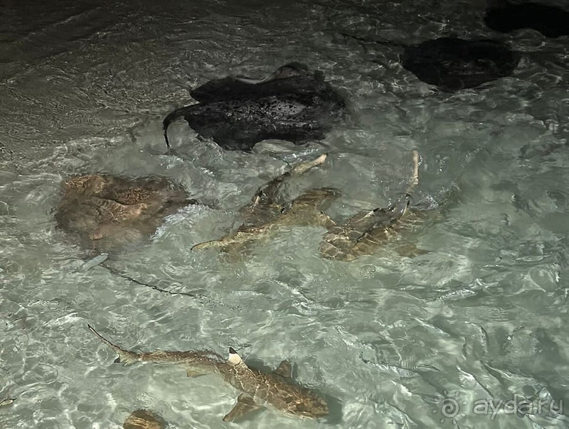 Когда Мечта немного не дотянула :)