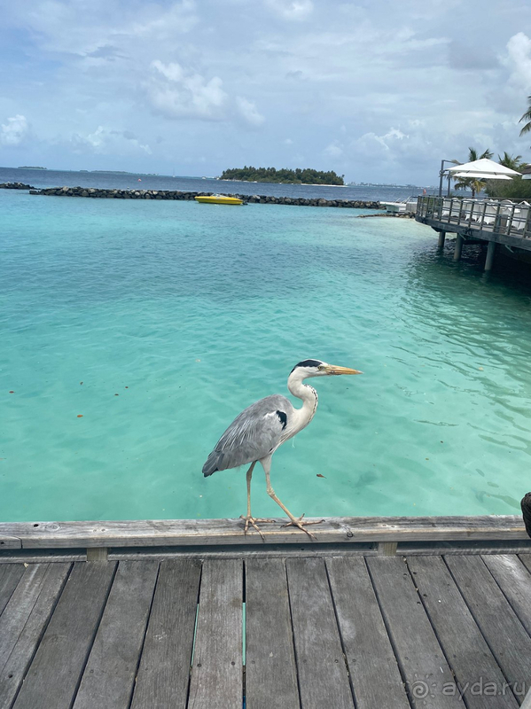 Когда Мечта немного не дотянула :)
