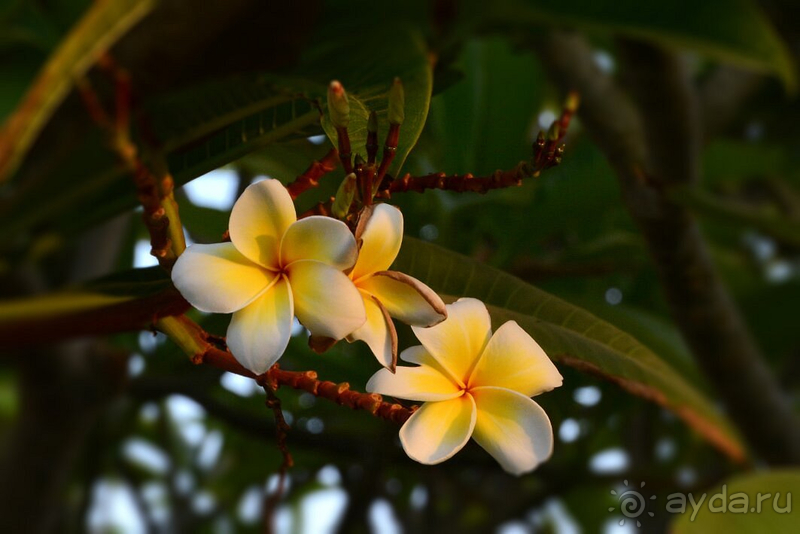 Stella Di Mare Beach Hotel & Spa