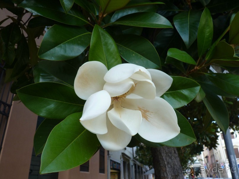 неожиданный Тревизо, называют его маленькой Венецией