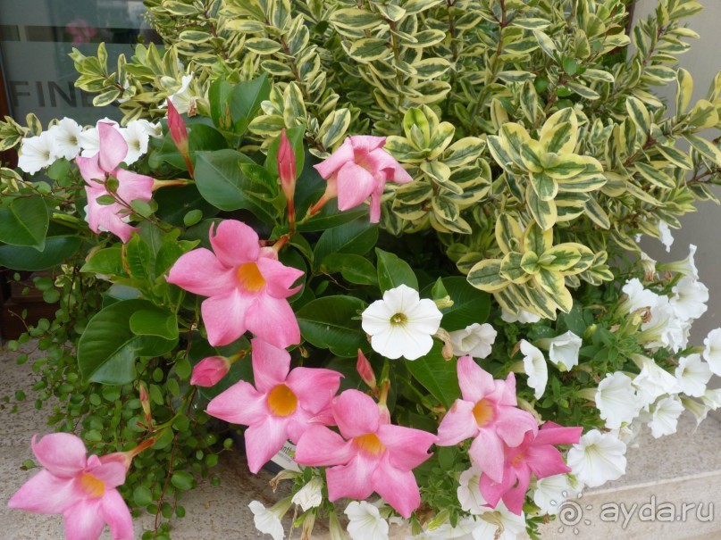 неожиданный Тревизо, называют его маленькой Венецией