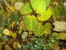 Из Москвы в Москву через Вологду и Кострому