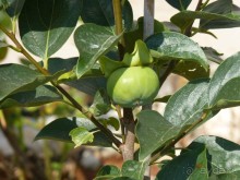 III. Как-бы не планировали маршрут, но цель всегда одна — Хорватия!