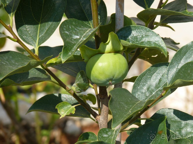 III. Как-бы не планировали маршрут, но цель всегда одна — Хорватия!