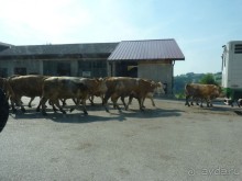 Еще одно путешествие с посещением Чехии, Австрии, Словении и отдыхом в Хорватии