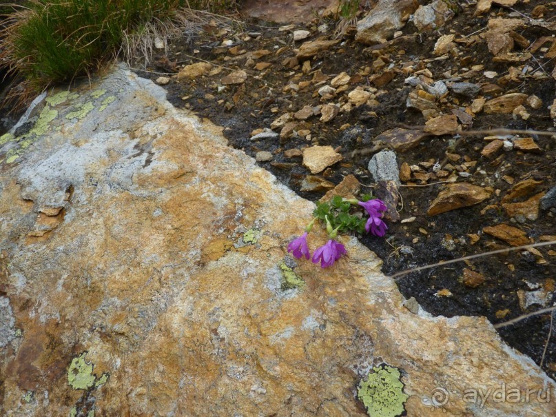 Альпийская дорога - только для туристов