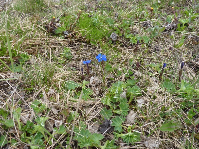 Альпийская дорога - только для туристов