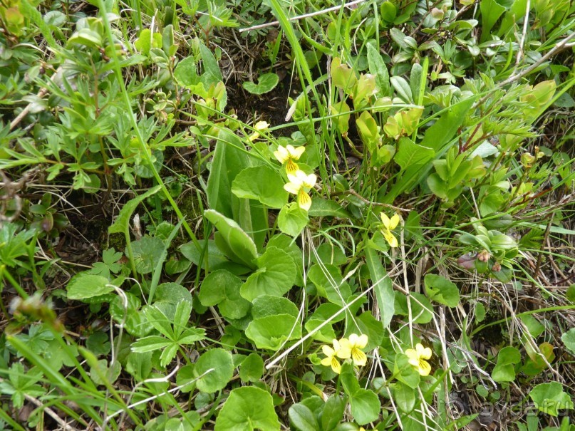 Альпийская дорога - только для туристов