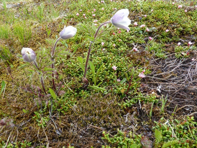 Альпийская дорога - только для туристов
