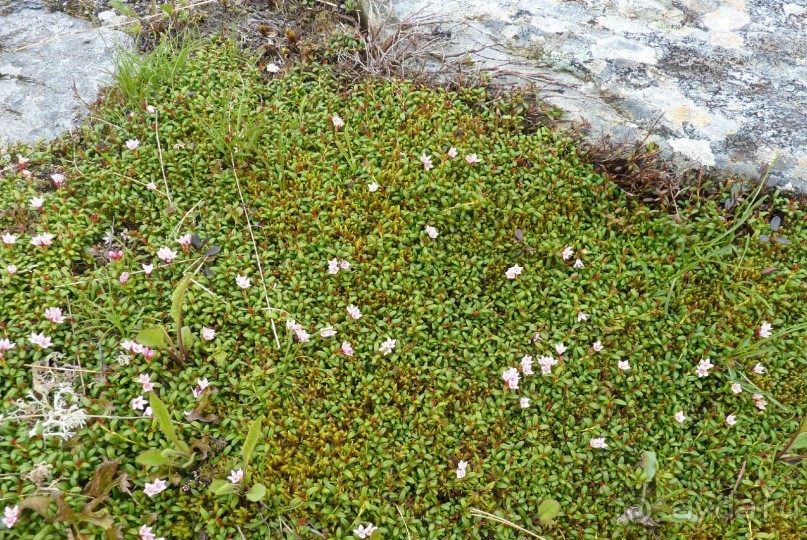 Альпийская дорога - только для туристов