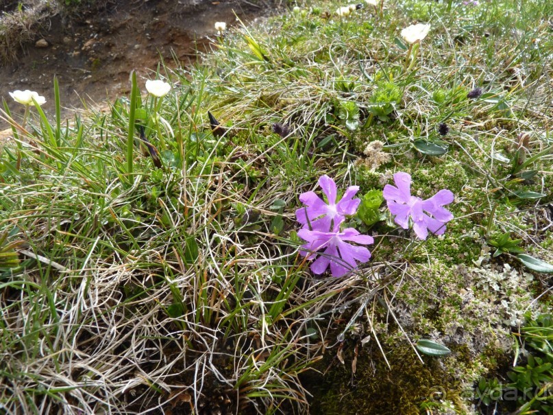Альпийская дорога - только для туристов