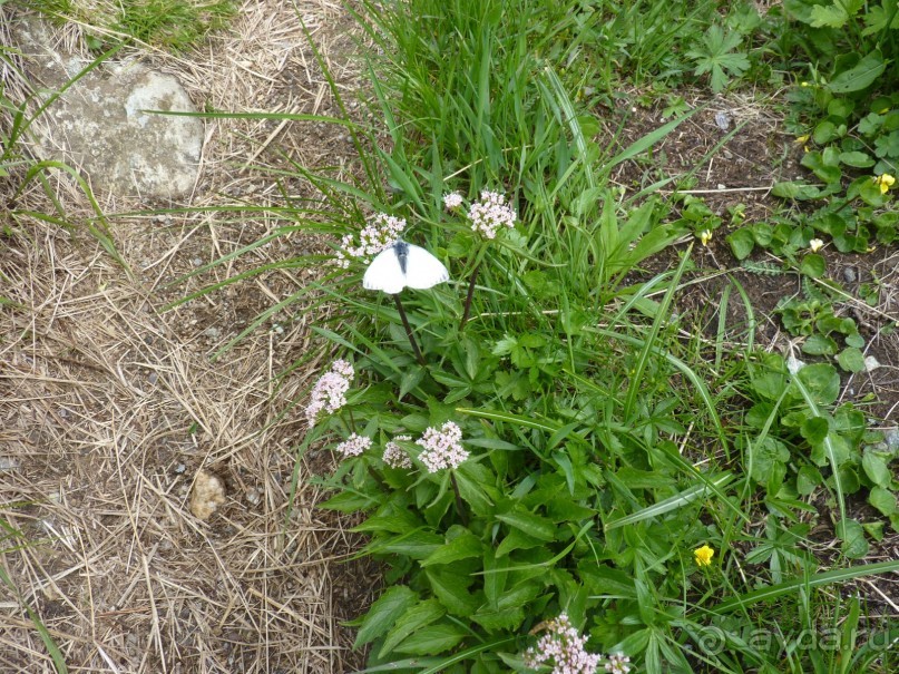 Альпийская дорога - только для туристов