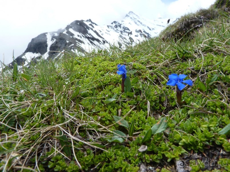 Альпийская дорога - только для туристов