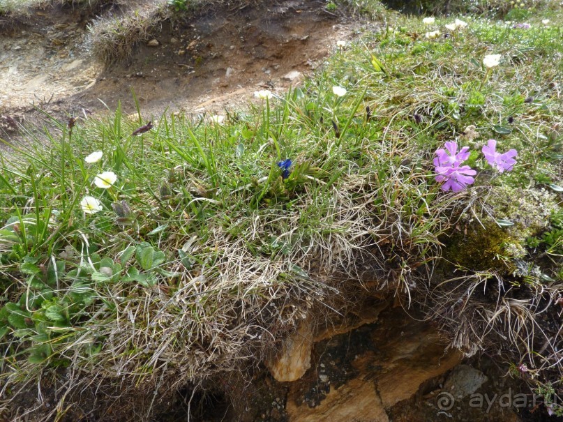 Альпийская дорога - только для туристов