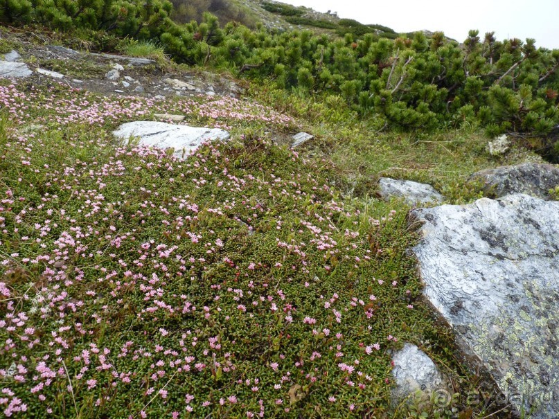 Альпийская дорога - только для туристов
