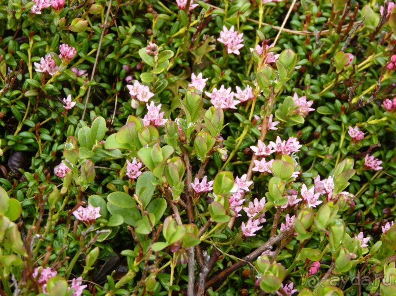 Альпийская дорога - только для туристов