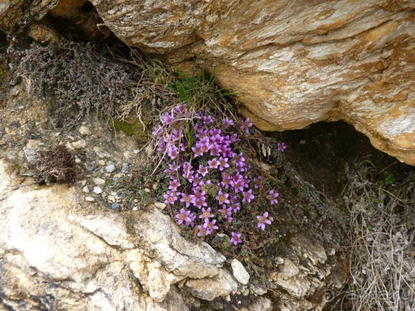 Альпийская дорога - только для туристов