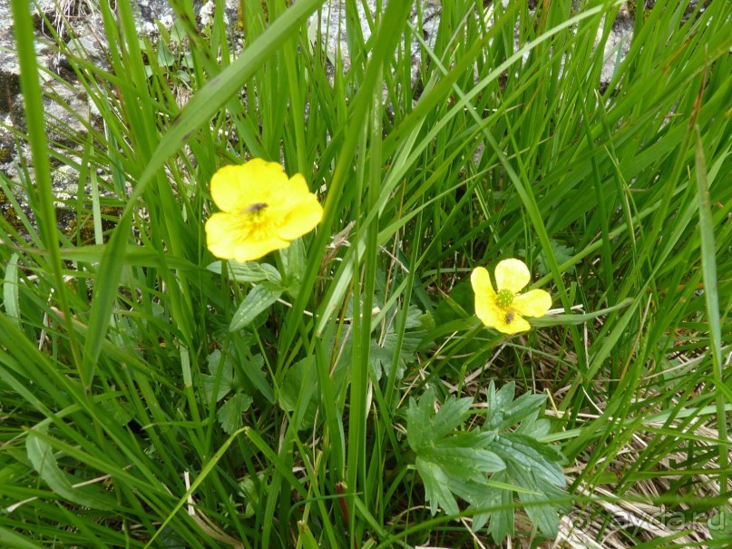 Альпийская дорога - только для туристов