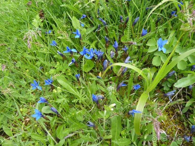 Альпийская дорога - только для туристов