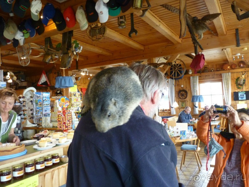 Альпийская дорога - только для туристов