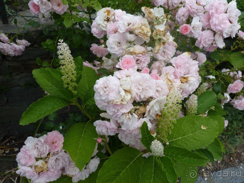 Австрия, Австрия!!  опять через Австрию