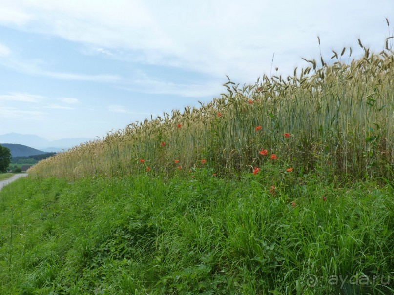 Австрия, Австрия!!  опять через Австрию