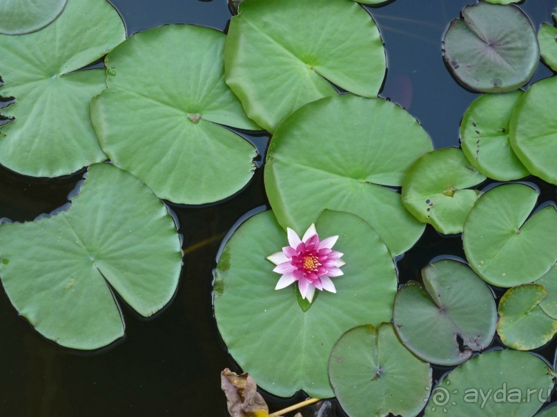 Австрия, Австрия!!  опять через Австрию