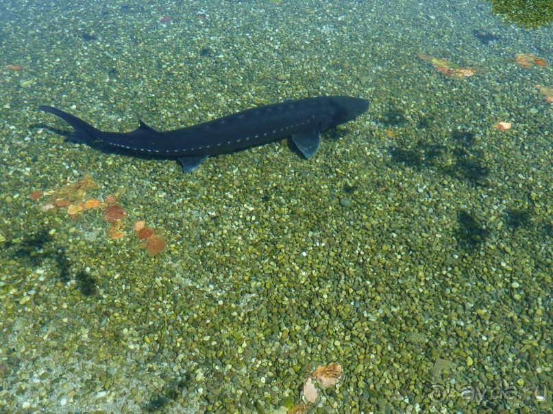 Австрия, Австрия!!  опять через Австрию