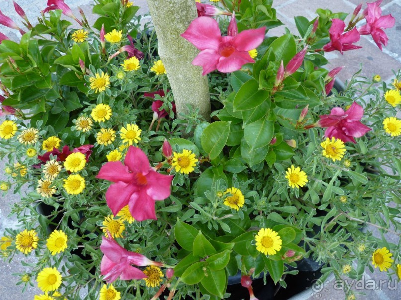 Австрия, Австрия!!  опять через Австрию