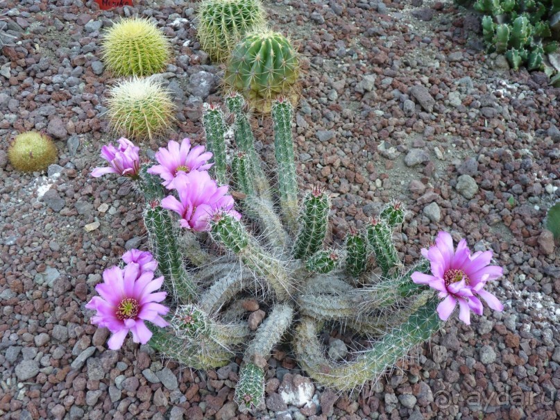 Австрия, Австрия!!  опять через Австрию