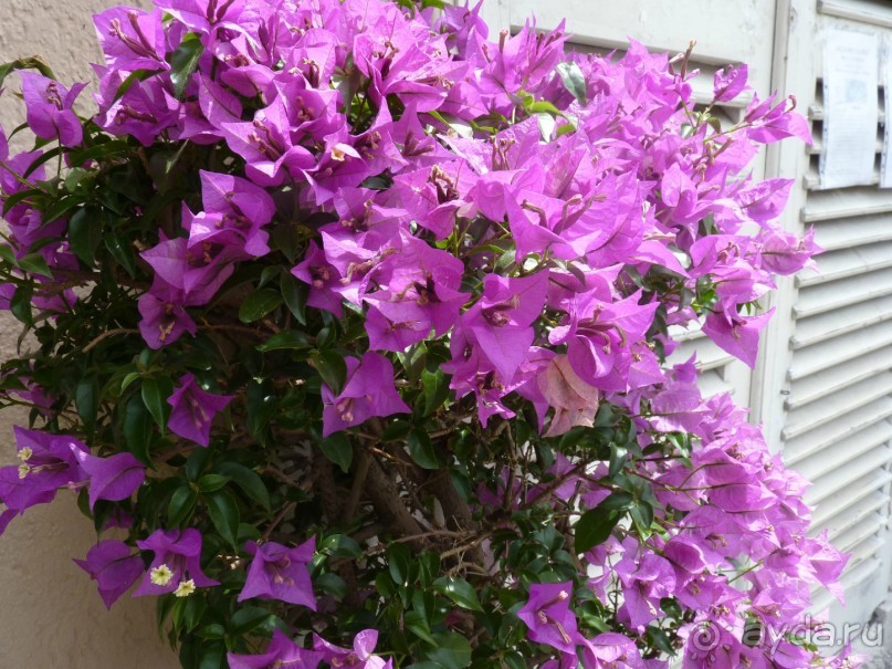 Австрия, Австрия!!  опять через Австрию