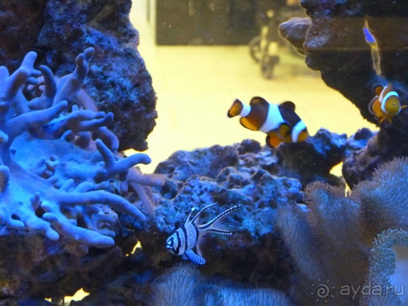 Австрия, Австрия!!  опять через Австрию