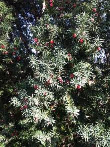 Прогулка с отдыхом, в Австро-Венгрию перед рождеством