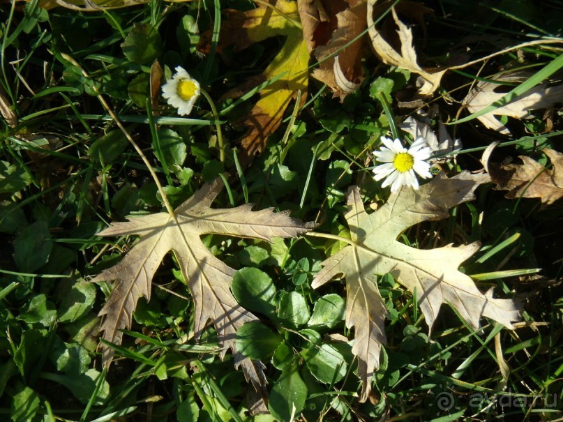 Прогулка с отдыхом, в Австро-Венгрию перед рождеством
