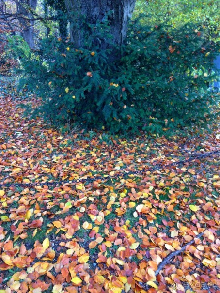 Прогулка с отдыхом, в Австро-Венгрию перед рождеством