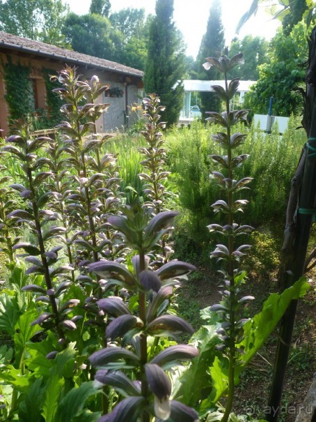 Неожиданная находка в городе Passariano