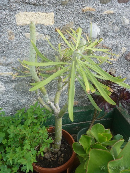 Неожиданная находка в городе Passariano