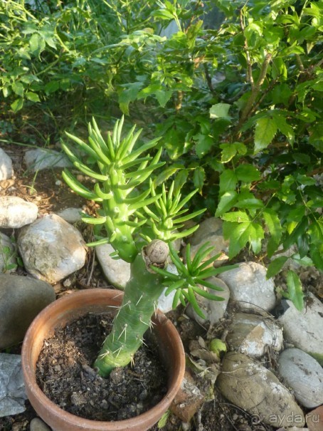 Неожиданная находка в городе Passariano