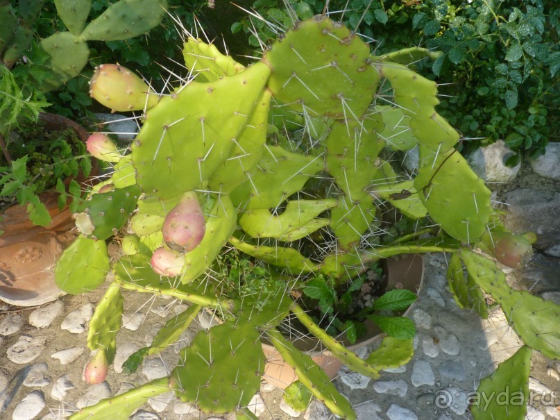 Неожиданная находка в городе Passariano