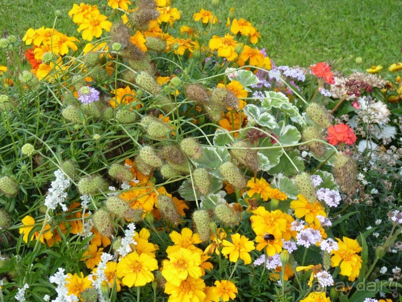 Бавария, Австрия, Италия и другие