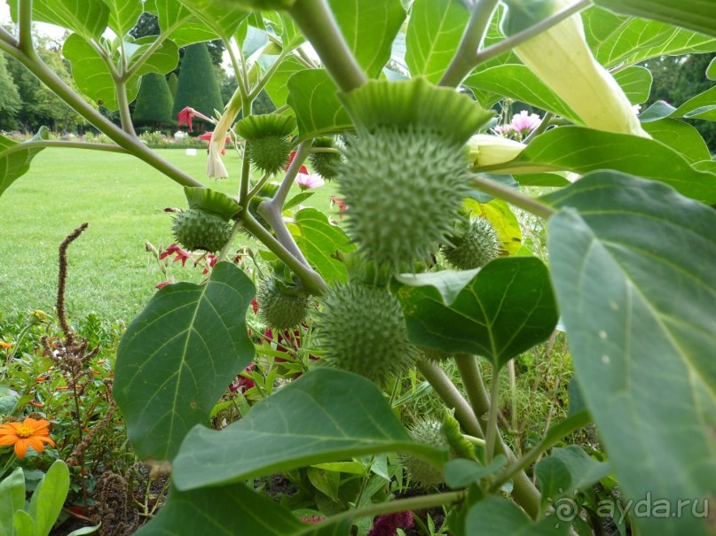 Бавария, Австрия, Италия и другие