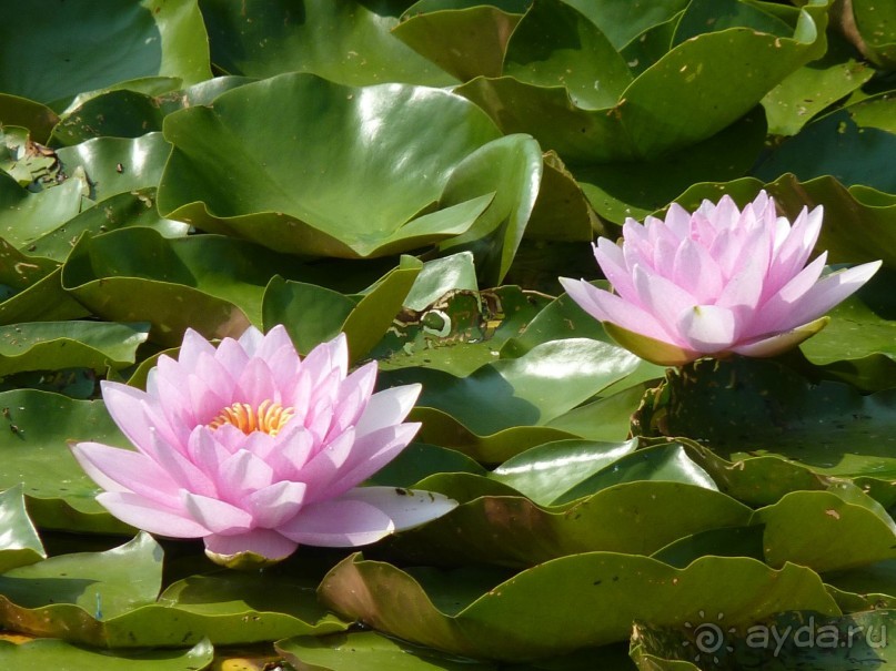 Еще одно путешествие с посещением Чехии, Австрии, Словении и отдыхом в Хорватии. часть 2 Еще одно путешествие с посещением Чехии, Австрии, Словении и отдыхом в Хорватии. часть 2