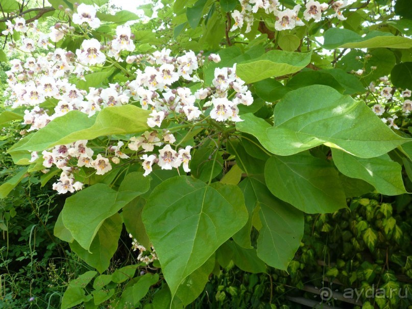 Еще одно путешествие с посещением Чехии, Австрии, Словении и  отдыхом в Хорватии. часть 2