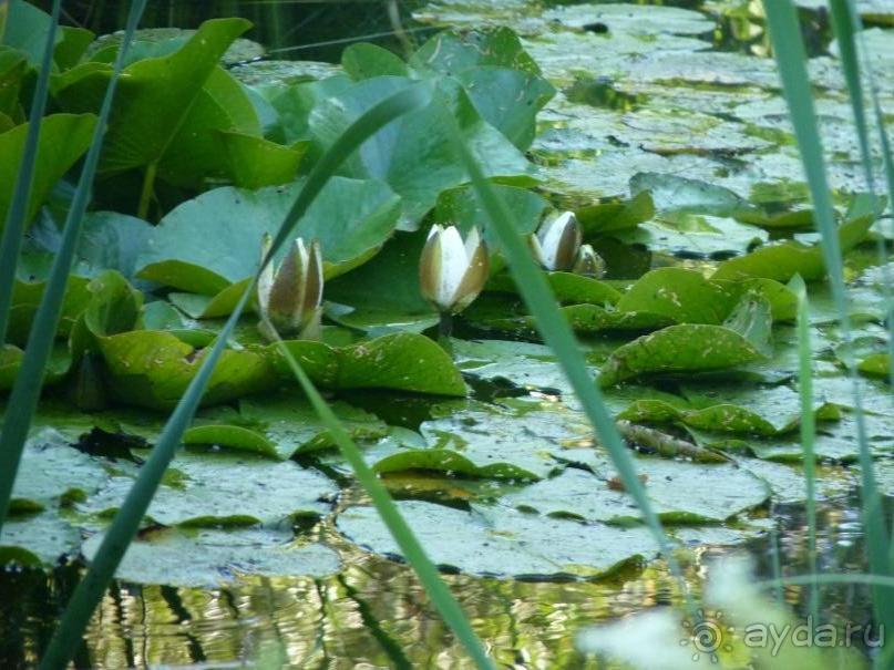 Баден просто Баден