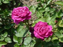 Баден просто Баден