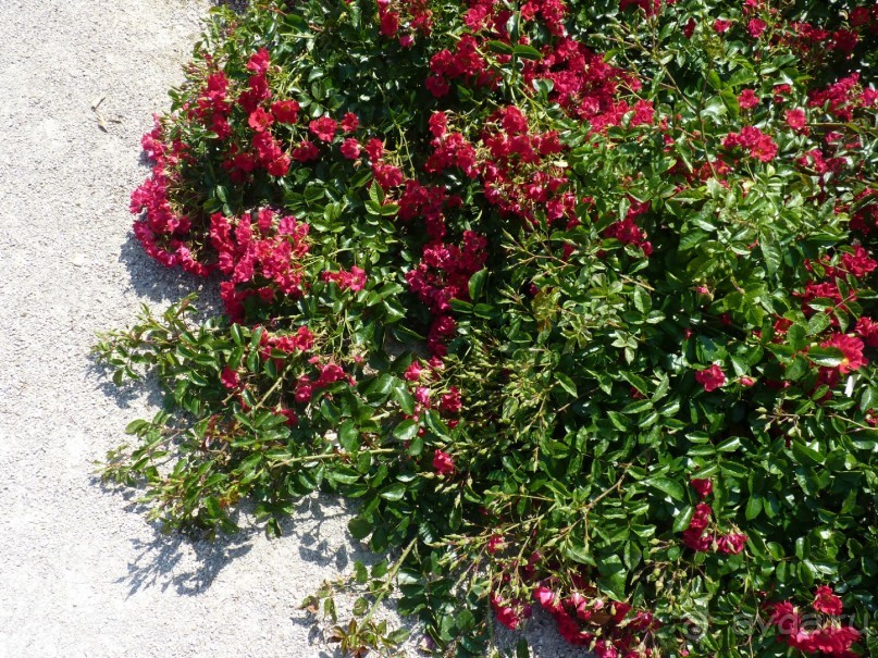 Баден просто Баден