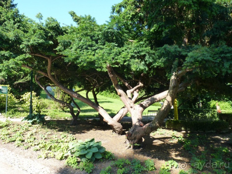 Баден просто Баден